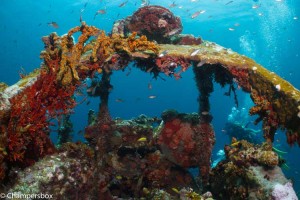 Champersbox picture Eco Dive Veronica L