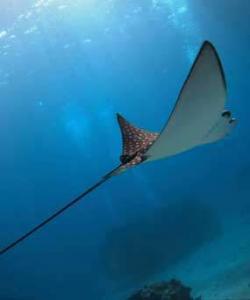 Eco Dive Eagle Ray scuba 