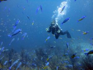 Eco Dive Creole Wrasse reef diving Grenada