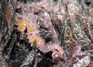 scuba diving Eco Dive Grand Anse Beach 
