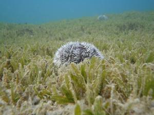Coyaba-Beach-Shore-Dive-
