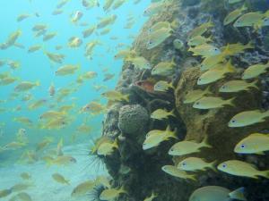 Coyaba-Beach-Shore-Dive-3551