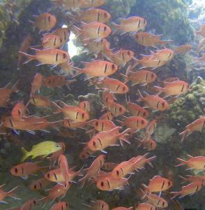Coyaba-Beach-Shore-Dive-359