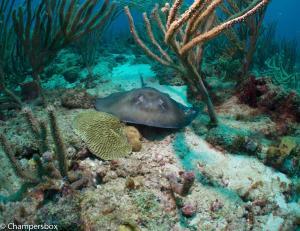 southern stingray grenada Massimo and Helen