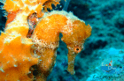 underwater photography scuba diving in Grenada critter diving with Eco Dive