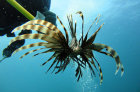 Invasive Lionfish Campaign started by Eco Dive in 2011 in Grenada Invasive Lionfish Campaign started by Eco Dive in 2011 in Grenada