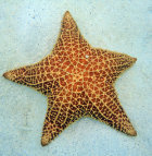 healthy seagrass on Grand Anse Beach Cushion_Sea_Star_Eco_Dive