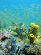 healthy reefs in Grenada scuba diving with Eco Dive Grenada