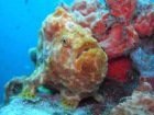 Frogfish underwater photography in Grenada reef diving with Eco Dive Gre