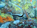 healthy reefs in Grenada reef scuba diving and snorkeling in Grenada