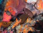 Shipwreck diving in Grenada Veronica L. Golden spotted moray eel Shipwreck diving in Grenada Veronica L