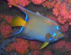 Shipwreck diving on Veronica L with Eco Dive reef diving in Grenada for beginners with Eco Dive