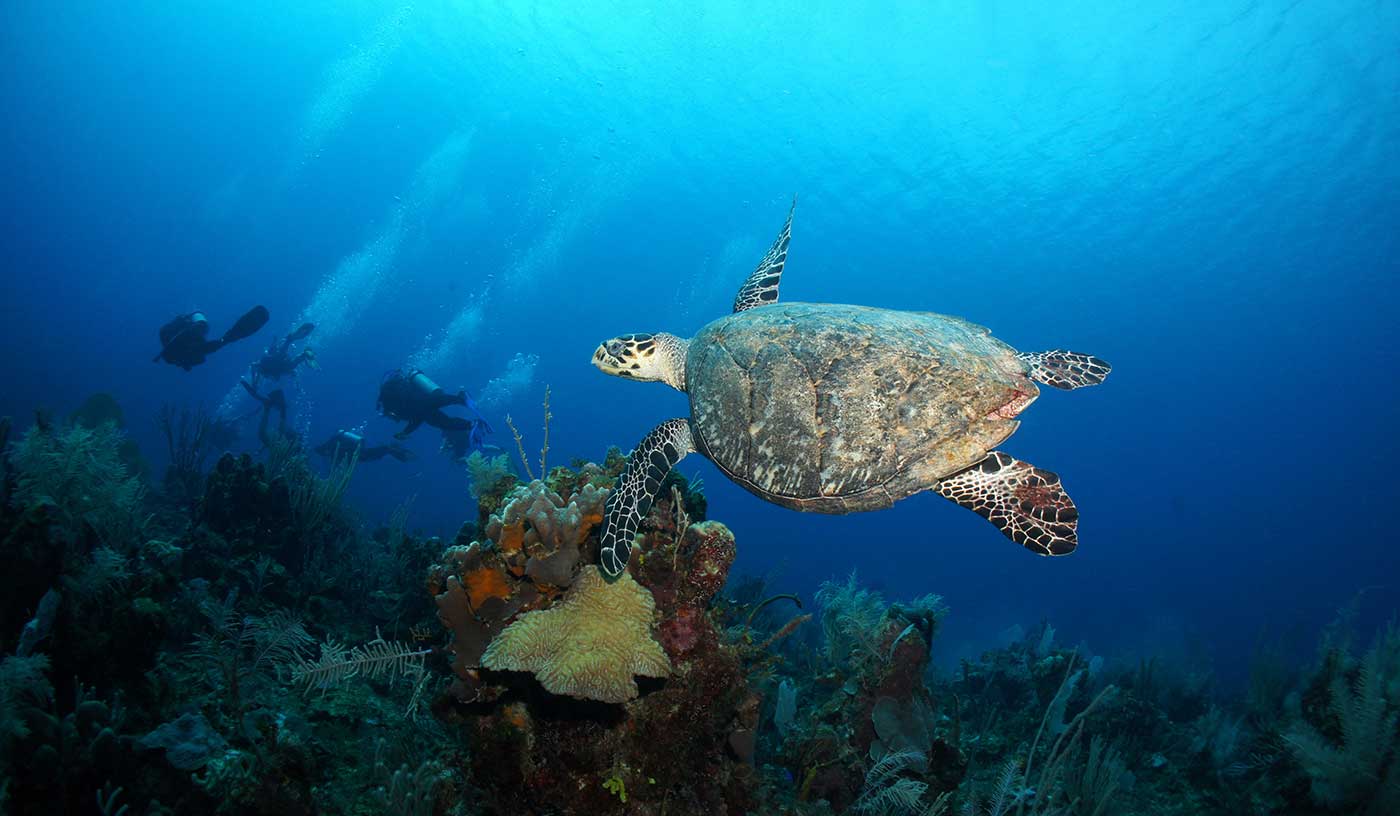 Eco Dive Pure Diving in Grenada PADI 5 Star Scuba Diving & Snorkeling