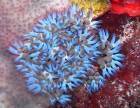 critter hunting and great sea life in Grenada scuba diving with Eco Dive critter hunting