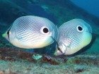 beautiful caribbean diving Eco Dive Grenada beautiful caribbean diving Eco Dive Grenada