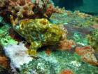 scuba diving to find Frogfish in Grenada Frog Fish on the Veronica L shipwreck