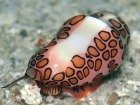 critter hunting with eco Dive scuba diving Grenada