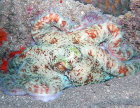Reef Octopus showing off amazing colours for scuba divers in Grenada Reef Diving Marine Life Grenada Eco Dive