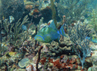 Triggerfish on Shark Reef Triggerfish on Shark Reef