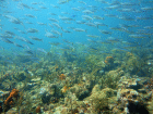 reefscape in Grenada reef diving in Grenada