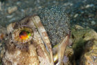Flamingo Bay scuba diving Banded Jawfish critter hunting in Grenada