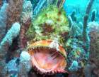 marine life seen in Grenada Fish identification with Eco Dive
