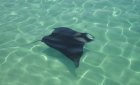 Manta Ray in front of Eco Dive and Coyaba Beach Resort Manta Ray Eco Dive SGU Grenada Grand Anse Beach