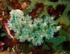 critter hunting in Grenada reef and shipwreck diving in Grenada Eco Dive