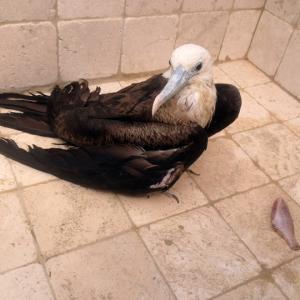 Grenada Eco Dive divers rescues Magnificient Frigatebird Earth Day 2015