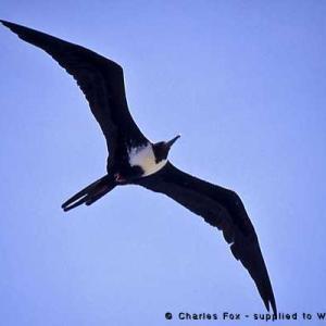 Grenada Eco Dive team rescue Magnificient Frigatebird Earth Day 2015 Pure Grenada