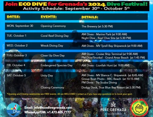 Dive & Conservation Fest at Eco Dive