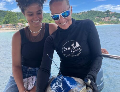 ECO our Green sea turtle satellite tracker is live!