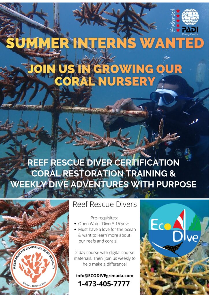 Eco Dive coral restoration in Grenada Marine Biologist Reef Rescue Network