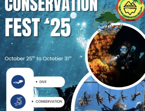 Dive & Conservation Fest 2025 with Eco Dive, Save the Date!
