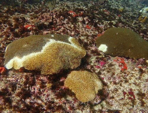 Stony Coral Tissue Loss Disease in Grenada & Carriacou