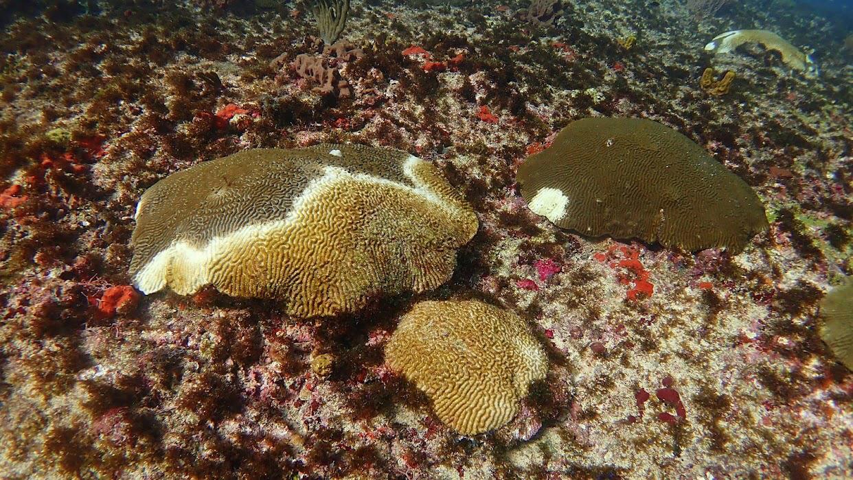 A group of corals on the bottom of the ocean, perfect for snorkeling in Grenada.