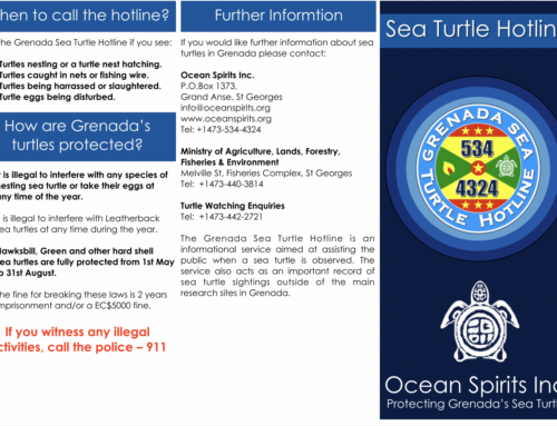 Hawksbill Sea Turtle nesting season is on, reminders & what you need to know!