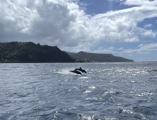 Cetaceans, dolphins & whales 🐬 🐳 joined us and we feel lucky!!!