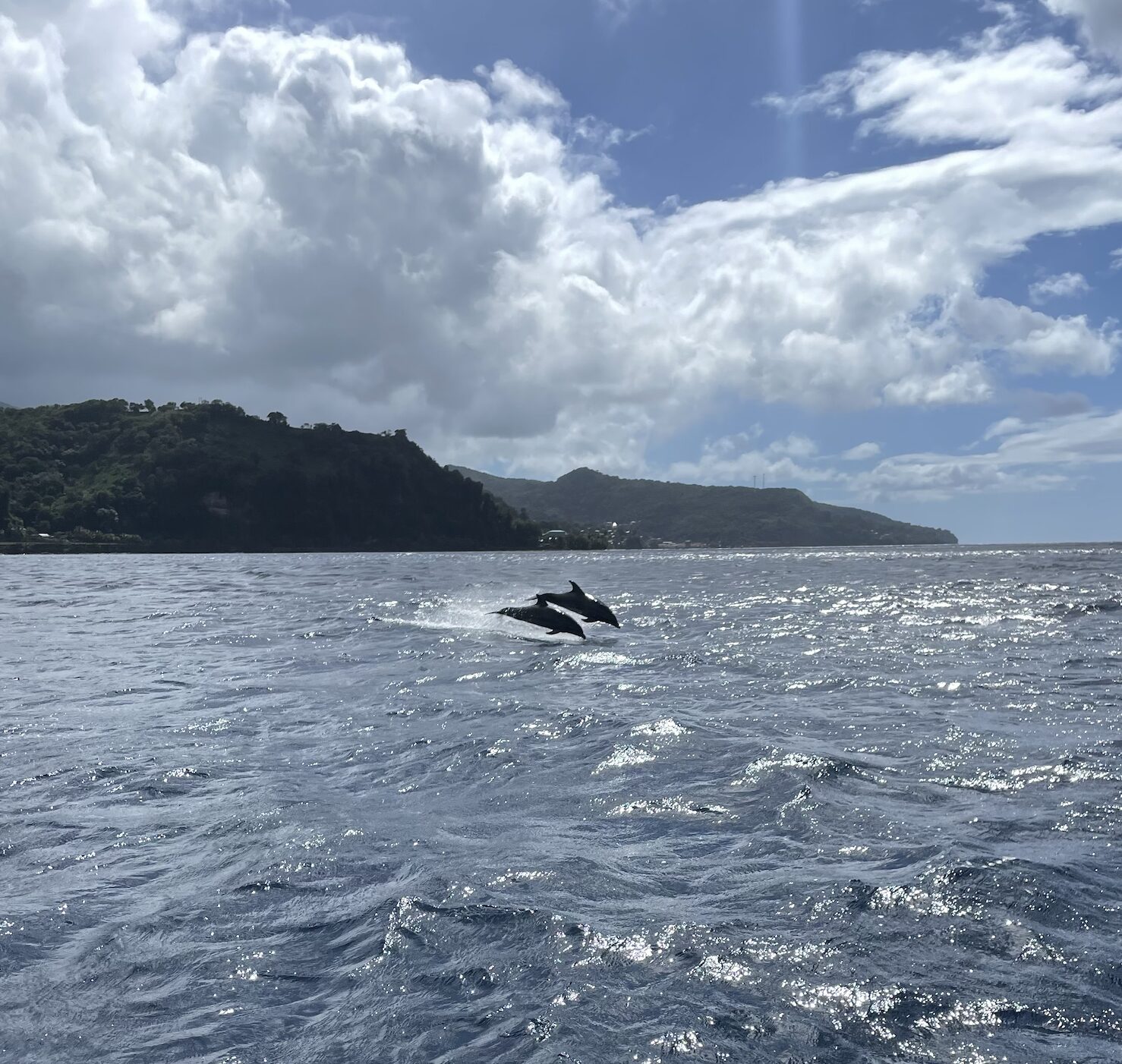 Two cetaceans are leaping out of the water in Grenada with Eco Dive