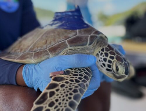 Sea Turtle Satellite Tagging, meet Levera!