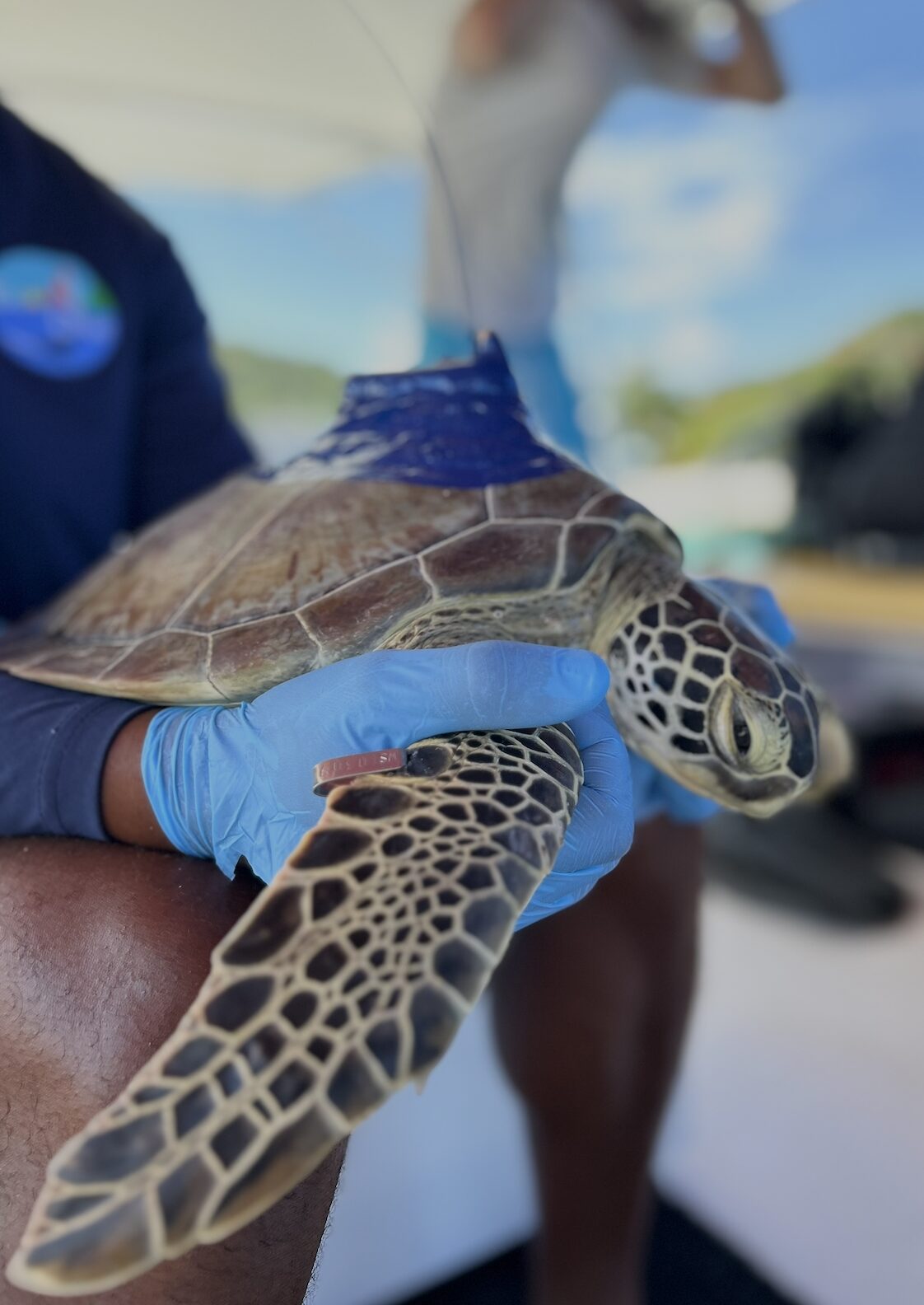 conservation sea turtle Freedive scuba dive snorkel grenada eco dive