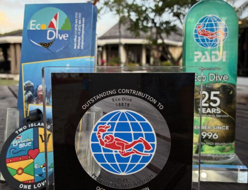 PADI Award for Outstanding Contribution to Ocean Conservation, Congrats Eco Dive team!