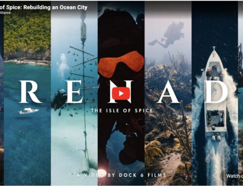 Eco Dive hosts ORAI & Azuros in Grenada