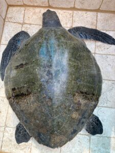 Rare sighting, Olive Ridley sea turtle in Grenada... rescued, checked, released!