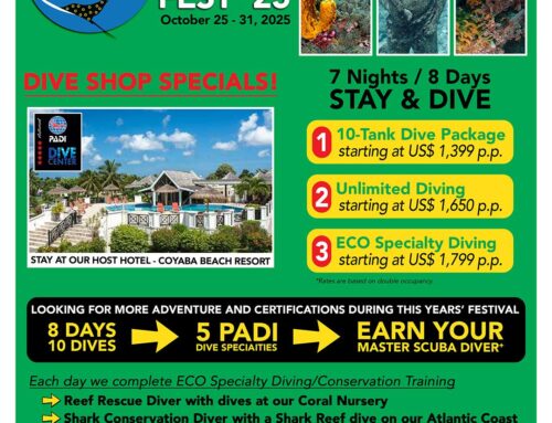 Dive & Stay for Dive & Conservation Fest 2025 with Eco Dive