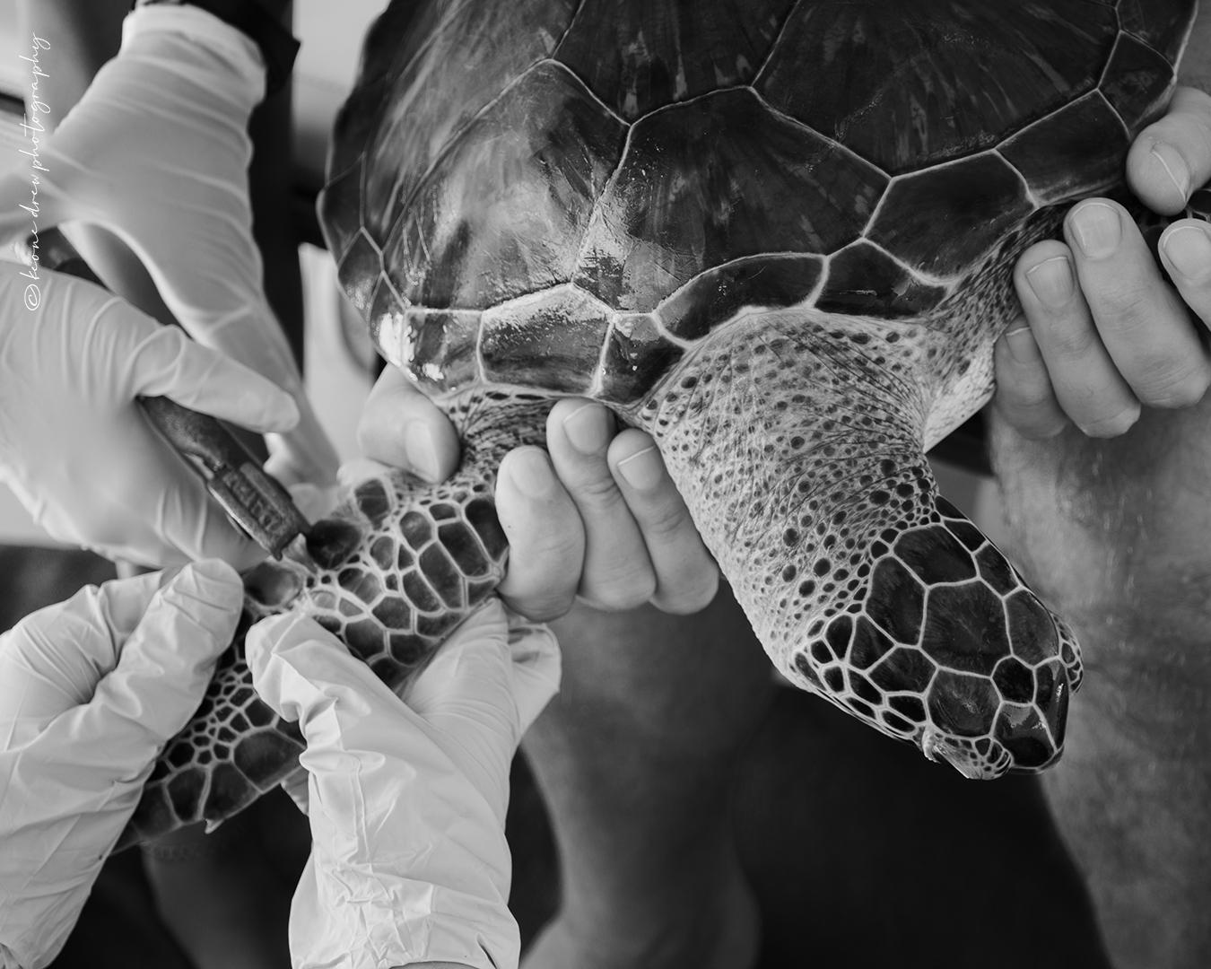 Sea Turtle research with Ocean Spirits and supported by Eco Dive in Grenada