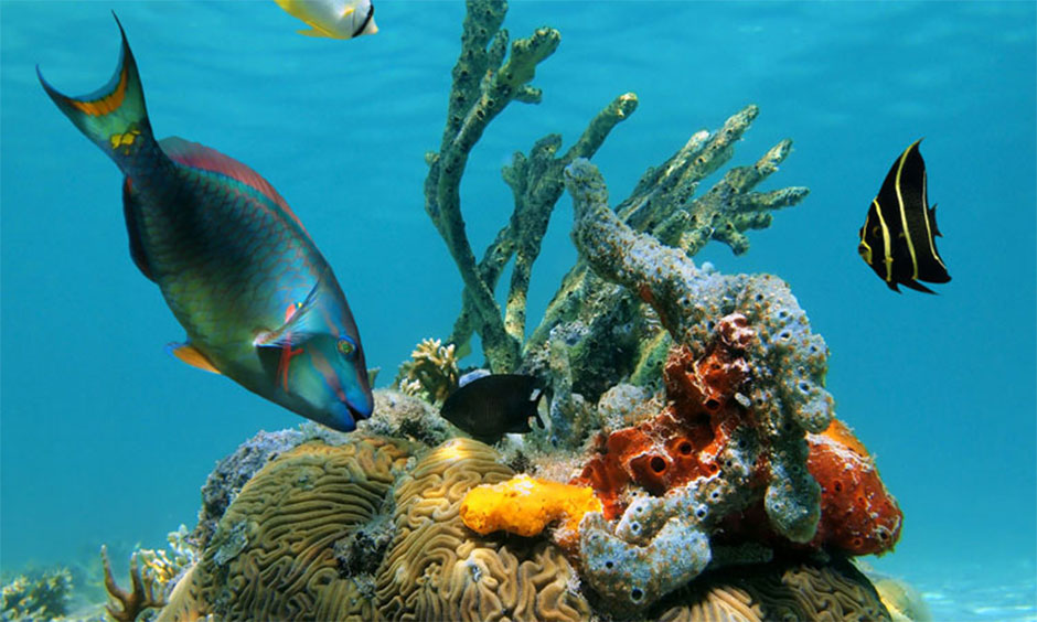 A group of fish swimming around a coral reef during a Grenada snorkelling excursion.