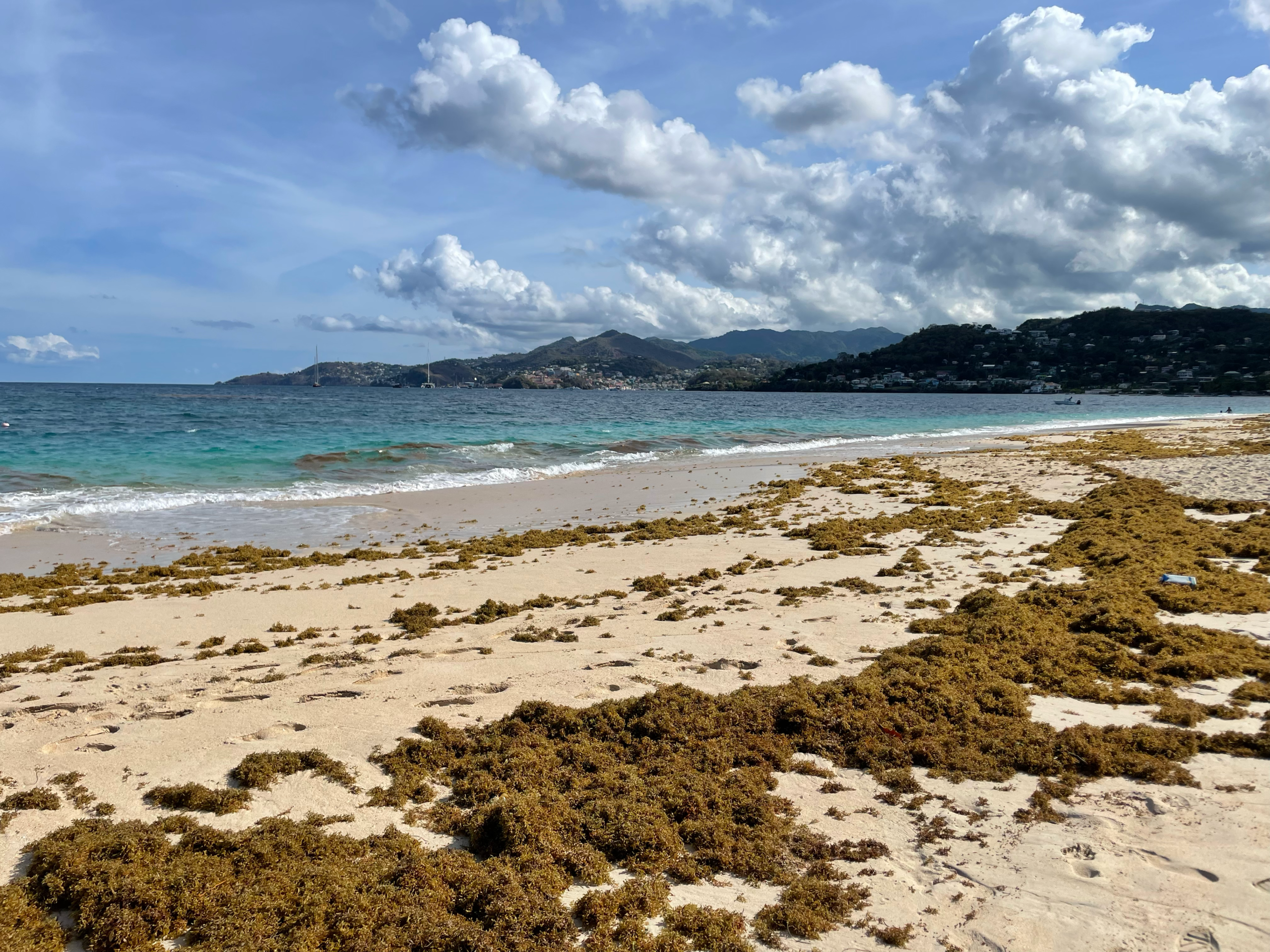 Sargassum Grenada Grand Anse